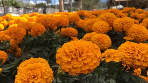 cempasúchil-producción-México