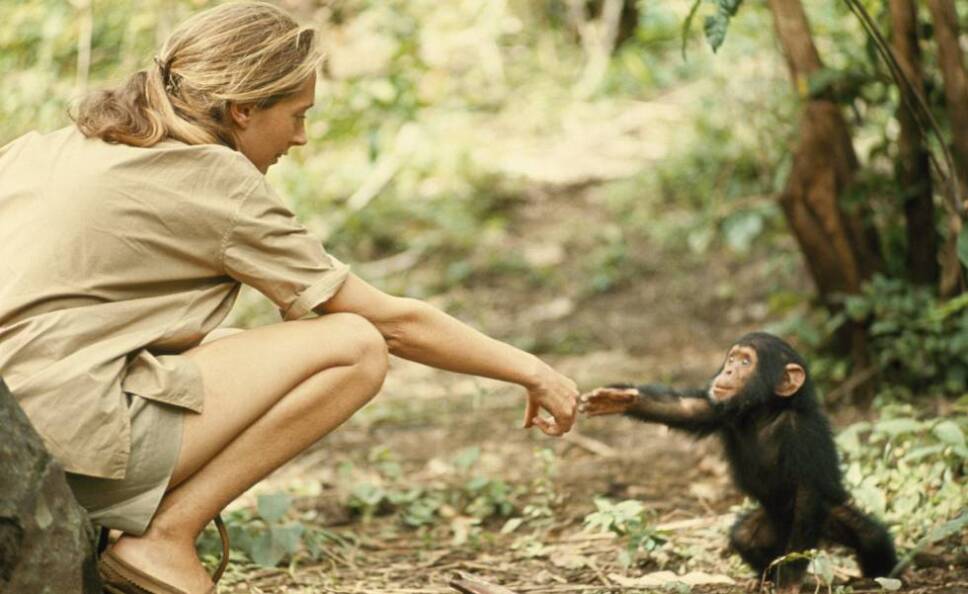 Jane Goodall