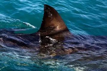 Aleta de un tiburón blanco en Gansbaai, Sudáfrica.