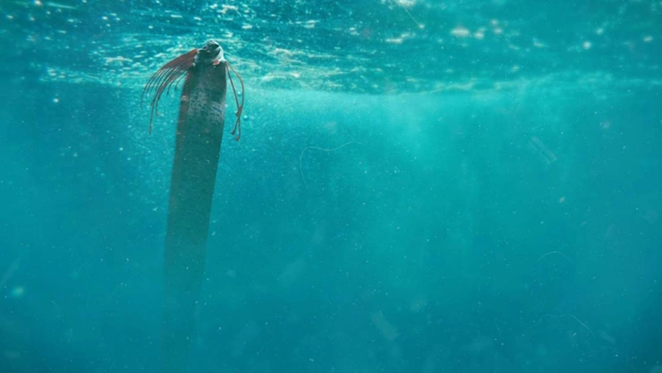 Aparece pez remo en playa de Mazatlán