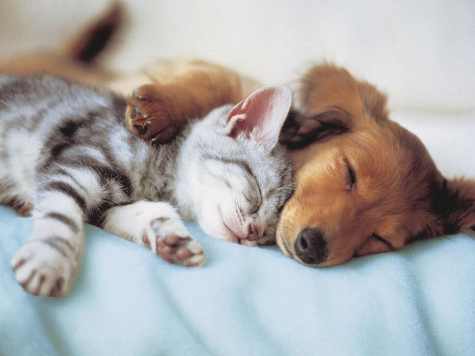 Tipos de esterilización animal - 22 de febrero - Perro y gato cachorro
