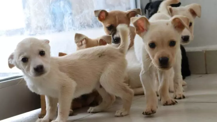 Esterilización de mascotas.- 