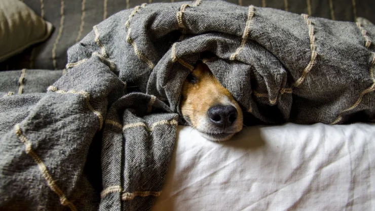 ¡Perros con chamarritas! Así debes cuidar a tus mascotas del frío