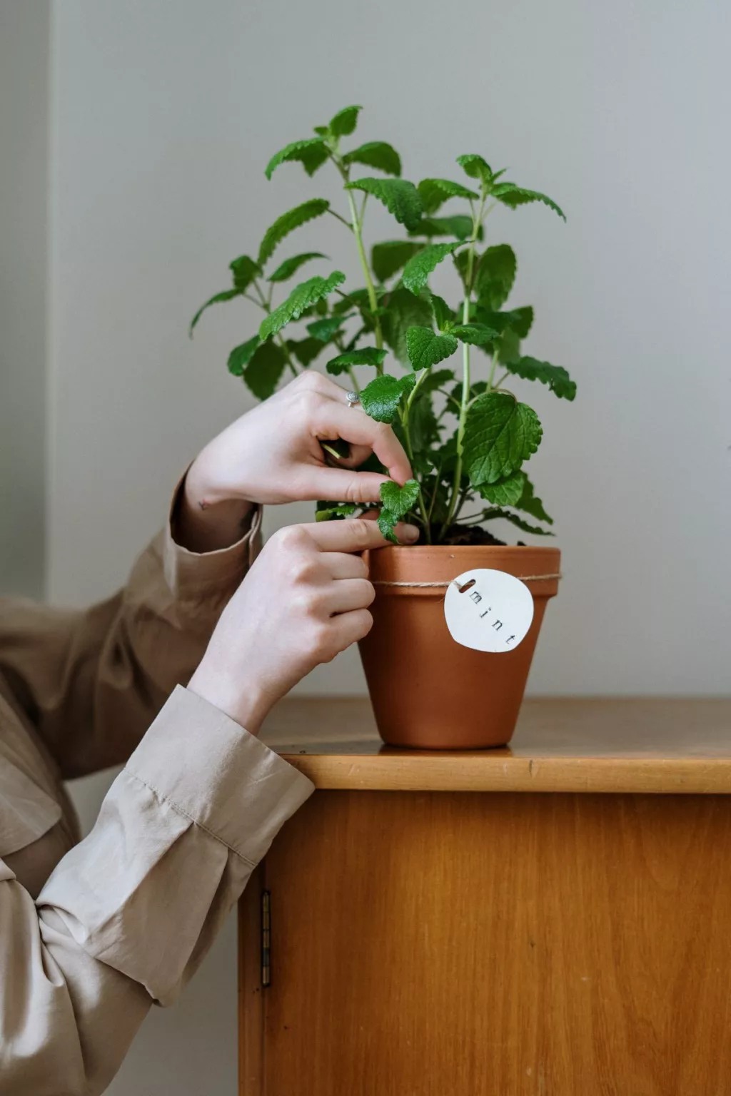 Cuidar plantas de interior