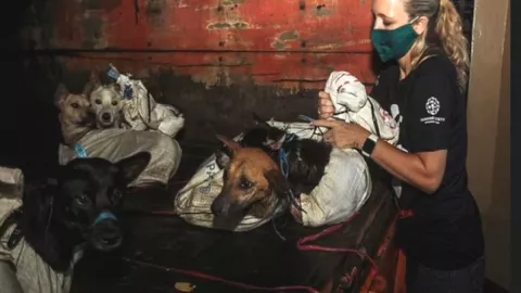 Rescatan a 52 perritos en Indonesia