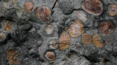 F&oacute;sil de dinosaurio.png