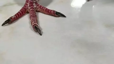 Sorprende presunta paloma mensajera que voló de Cuba a Motul; esto es lo que sabemos