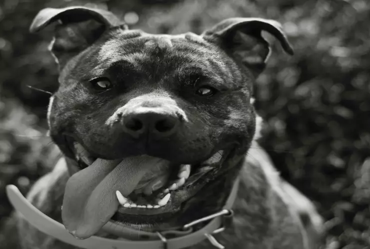 Rescatistas atienden a Pitbull arrastrado por camioneta en Jalisco; caso de maltrato, con nuevo responsable