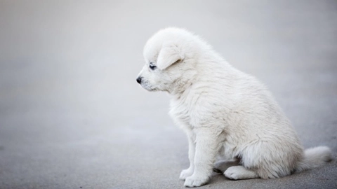 Paseo-de-perros-beneficios