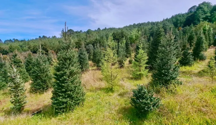 Árbol natural de Navidad