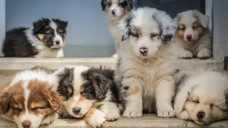 ¿Cuáles son las razas de perros más bonitas? Ganarán tu corazón con verlos