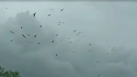 Efectos del Huracán Milton en Yucatán CONFUNDIERON la trayectoria de varias especies de aves costeras