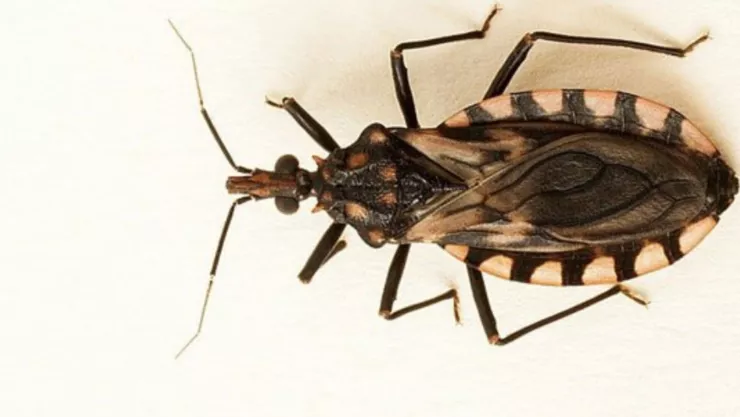 chinche besucona enfermedad chagas