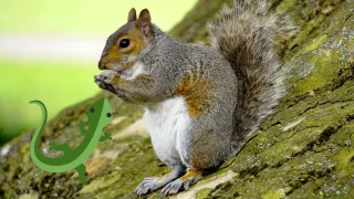 Ardilla es captada comiéndose una lagartija en California: el video sorprende en redes