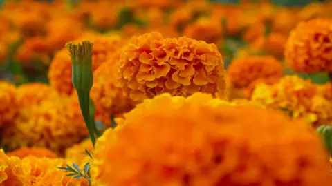 Flor de Cempasúchil