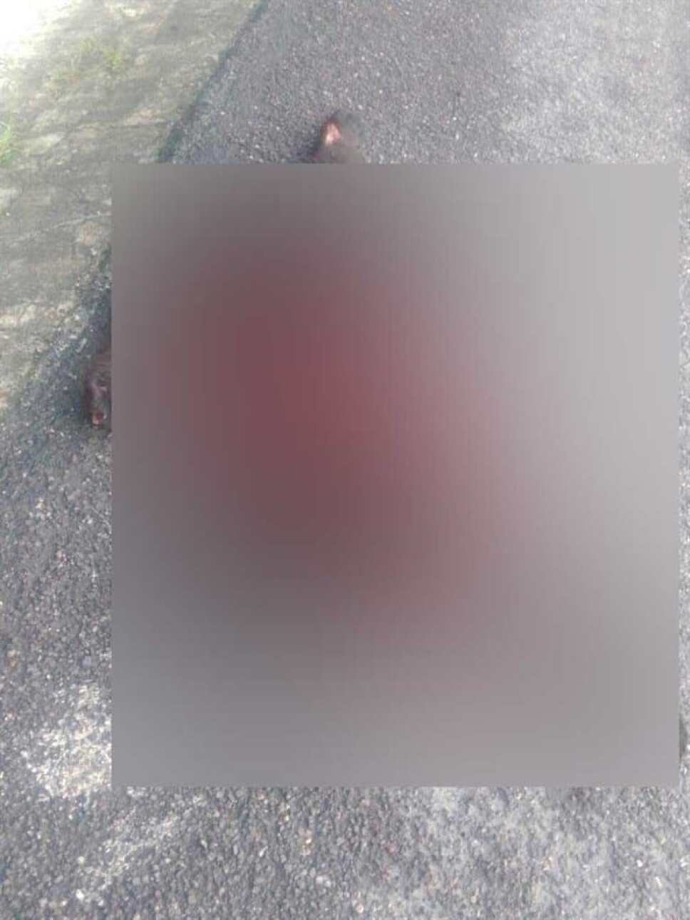 Muere oso atropellado en la Carretera Nacional