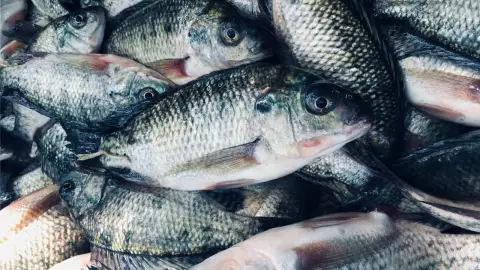 Pescados cuaresma.jpg