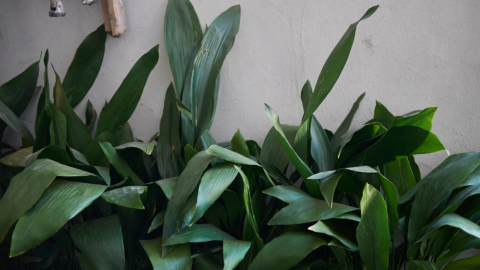 La planta perfecta para quienes no tienen tiempo de mantenerlas