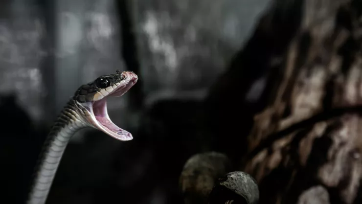 ¡Una vez al mes! Estas son las 3 principales razones por las que cambian de piel las serpientes