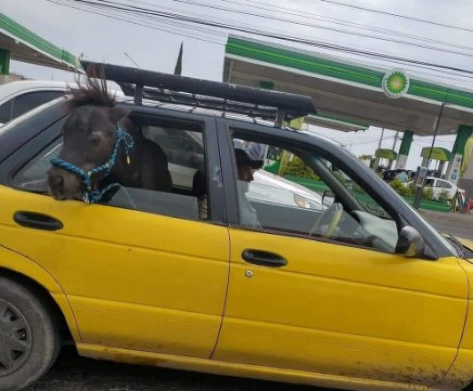 Poni es visto circulando calles tapatías este junio del 2022