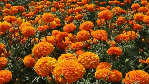 Aprende el significado del cempasúchil en el Día de Muertos en México