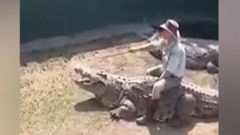 cocodrilo muerde a su cuidador