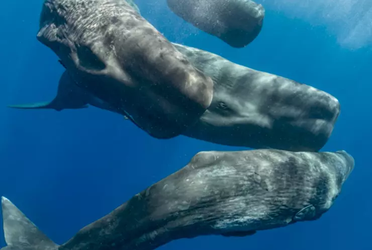 Sistema-de-comunicación-de-las-ballenas-es-similar-al-humano-según-la-IA-estudio