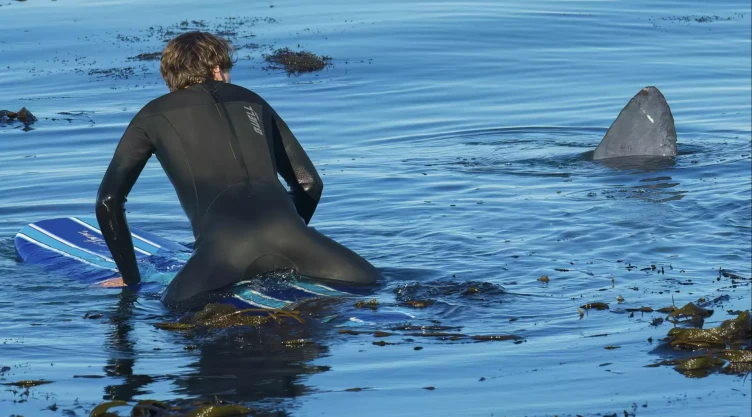 Postal de la misteriosa criatura que invadió una playa de California