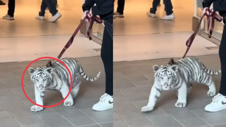 Captan a mujer paseando a un cachorro de tigre blanco en una plaza de Tijuana (VIDEO)