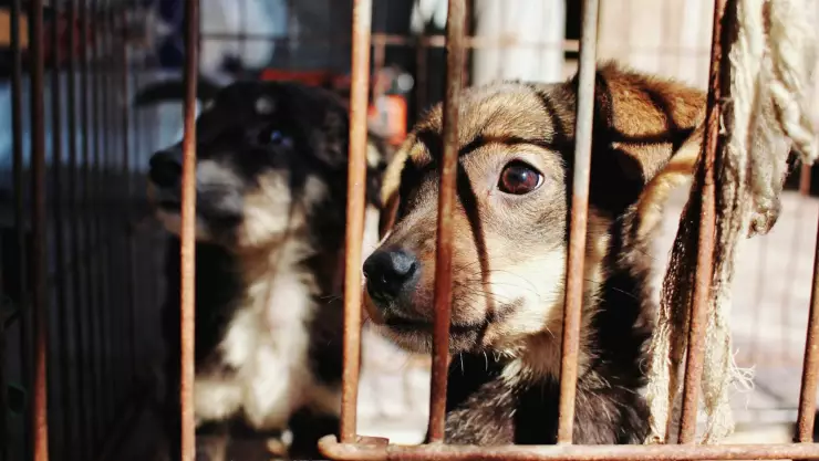 ¿El maltrato animal se relaciona con la psicopatía? Esto es lo que debes saber