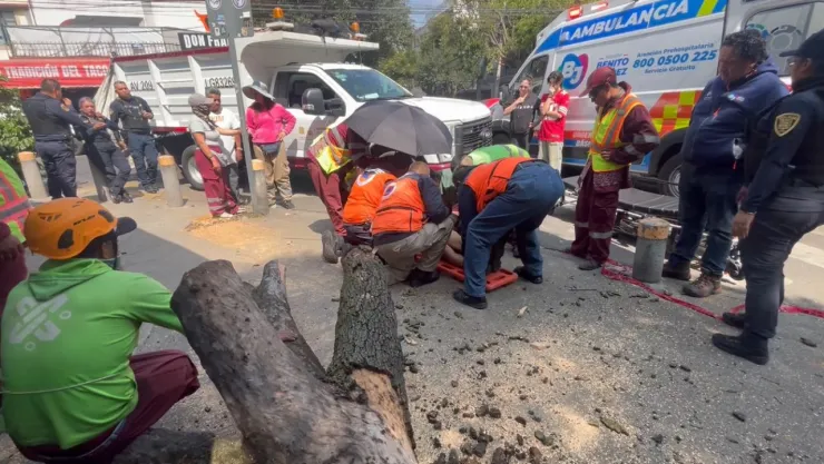 Trabajador de CDMX cae de árbol en la Narvarte; el tronco le fracturó ambas piernas