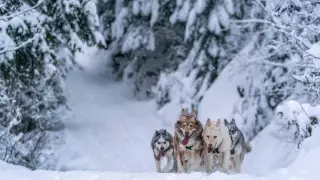 Docenas de mushers y sus equipos de perros corren por los nevados Alpes franceses como parte del desafío de trineos tirados por perros La Grande Odyssee de este año.