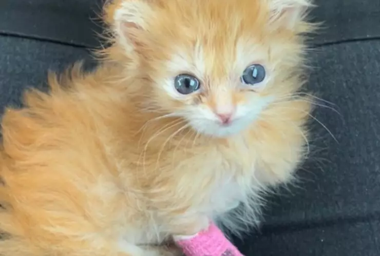 Captura de pantalla 2023-08-08 133032.png