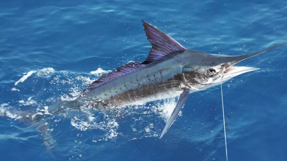 tiburones