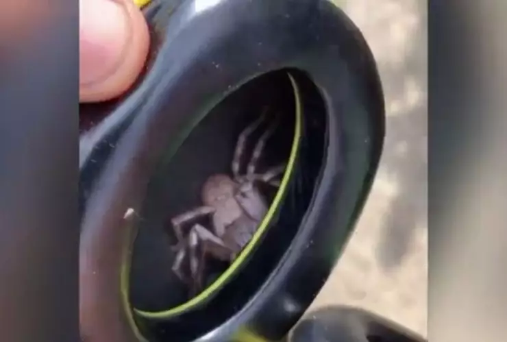 Hombre encuentra una enorme araña en sus audífonos