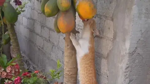 viral gatito