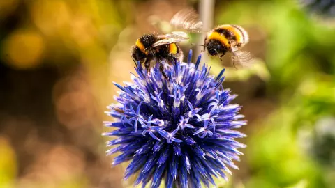 Abejas