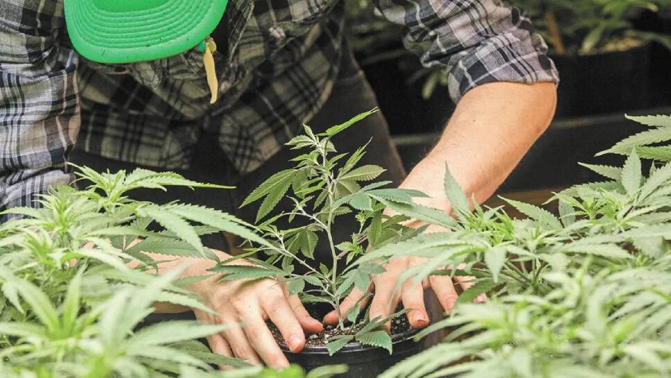 SCJN declara inconstitucional la prohibición de la mariguana con fines industriales