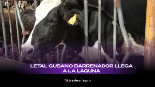 Enfermedades ganado en La Laguna: gusano barrenador y brucelosis