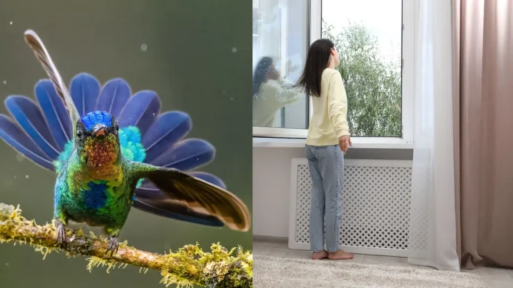 No, no es un familiar fallecido: esto es lo que realmente significa que un colibrí llegue a tu casa, según el Feng Shui