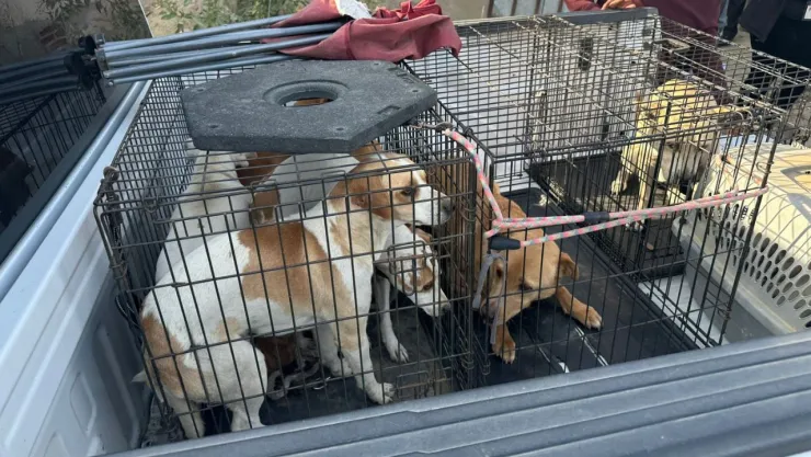 Rescatan a 9 perritos en Tecate: ¿Maltrato animal?