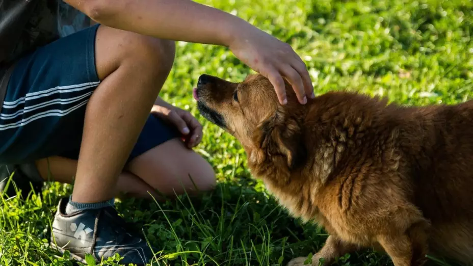 Día Mundial del Perro 2022