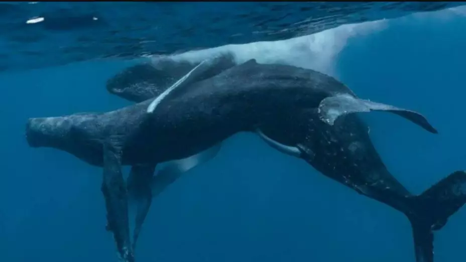 Captan por primera vez a dos ballenas jorobadas machos apareándose