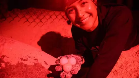 ¿Cómo se protege la anidación de la tortuga marina en Isla Mujeres?