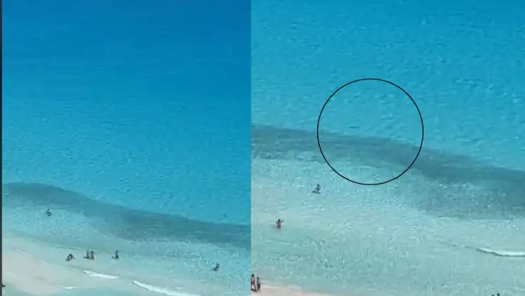 Video_ Captan impresionante banco de peces y un tiburones en playa de Cancún.jpg