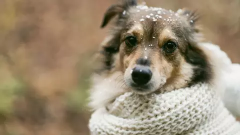 Proteger mascotas invierno
