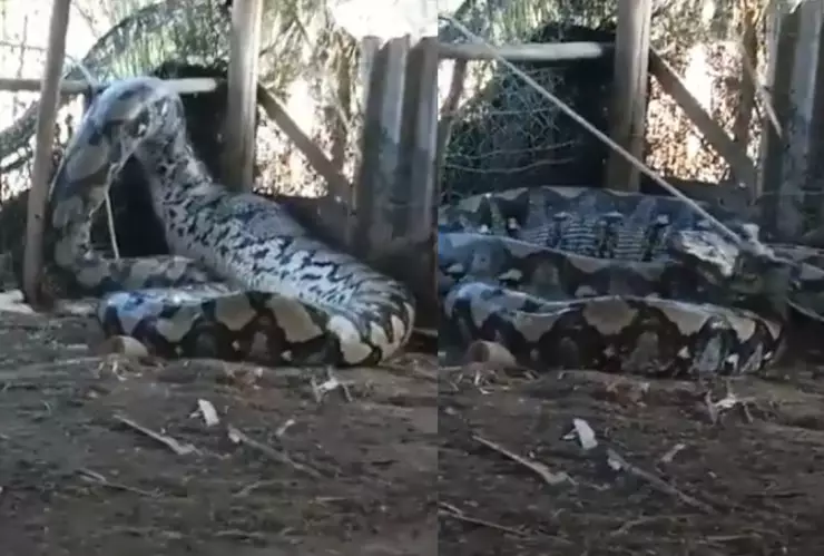 VIDEO_ Captan enorme serpiente ingresando al patio de una casa