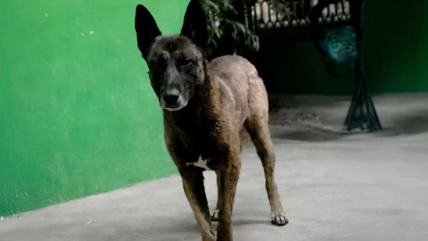 ¿Qué pasó con Pilo, el perro que atacó a la menor de edad?