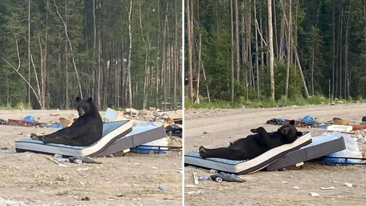 captan a oso negro acostado en colchón en medio del bosque en ontario, canadá.jpg