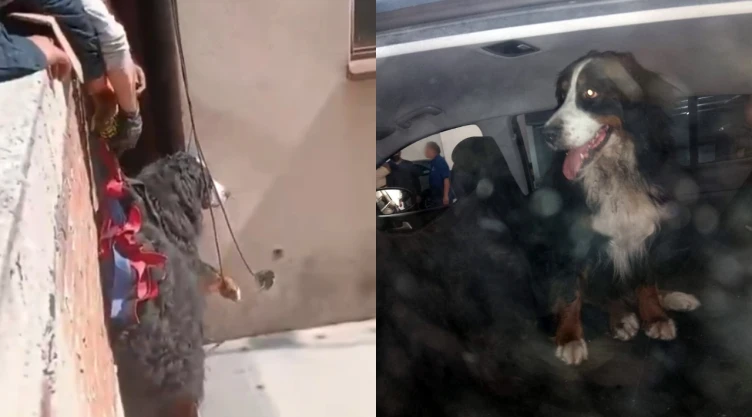 rescate de perrita Génova en CDMX.jpg